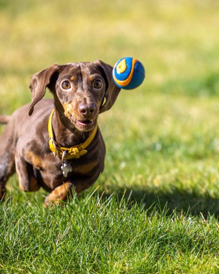 Cosa vuol dire quando il cane ti mordicchia