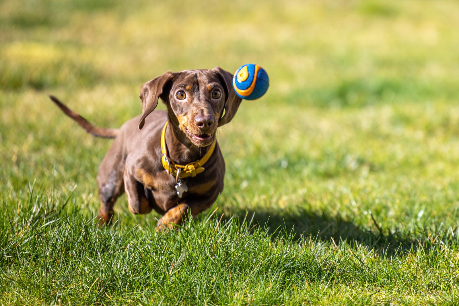 Cosa vuol dire quando il cane ti mordicchia