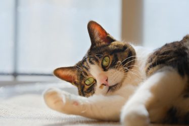 Cosa vuol dire quando il gatto muove la coda