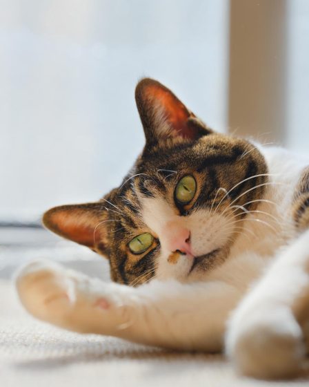 Cosa vuol dire quando il gatto muove la coda