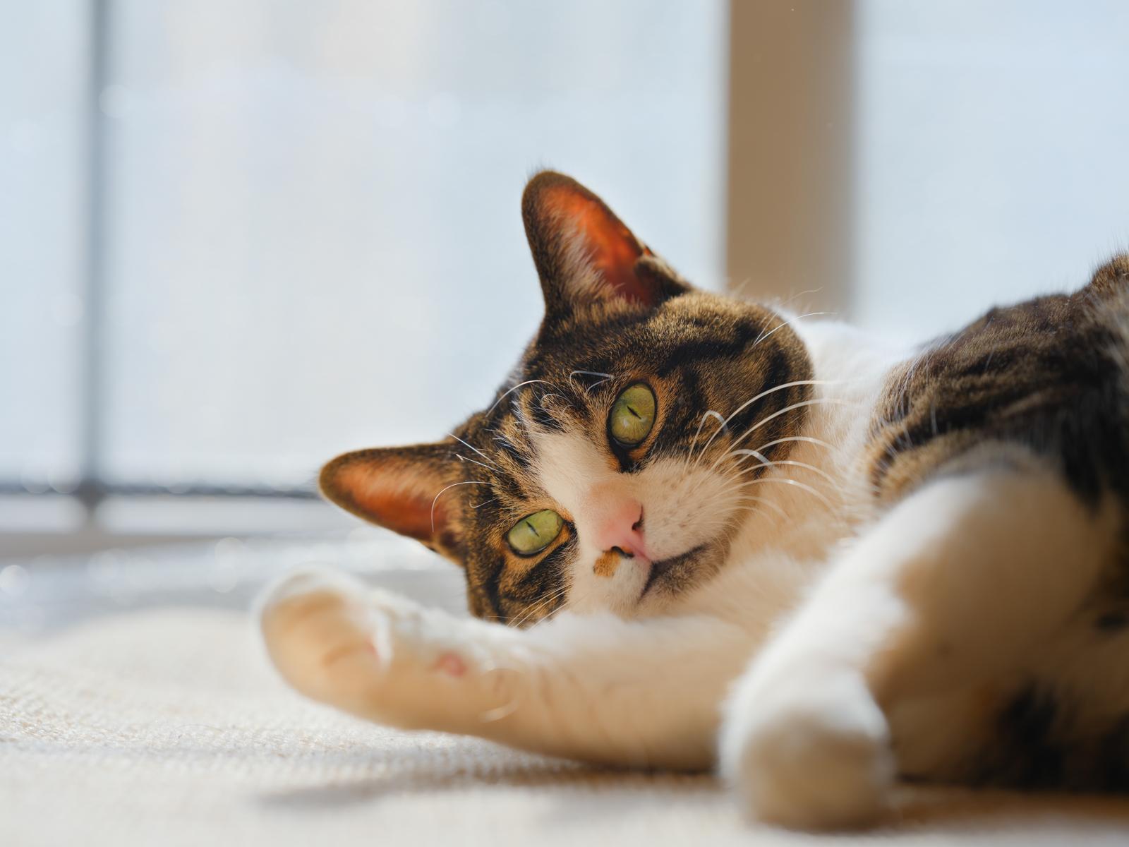 Cosa vuol dire quando il gatto muove la coda