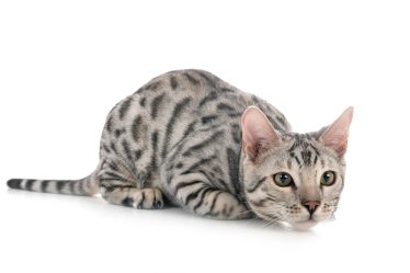 Di cosa hanno paura i gatti