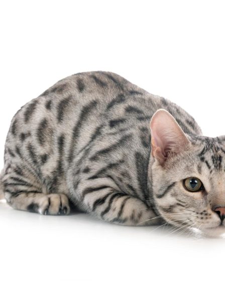 Di cosa hanno paura i gatti