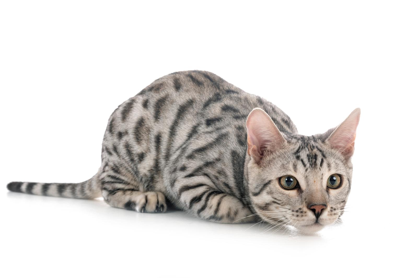 Di cosa hanno paura i gatti
