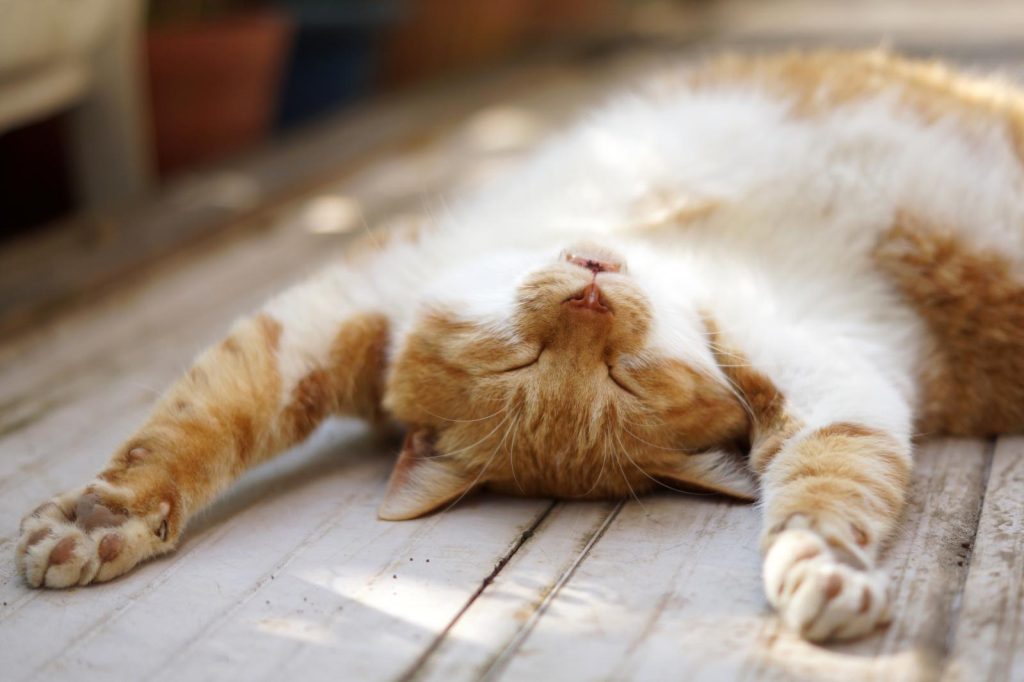 Dove accarezzare i gatti