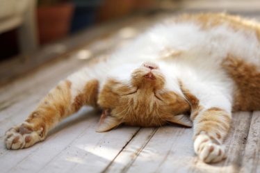 Dove accarezzare i gatti