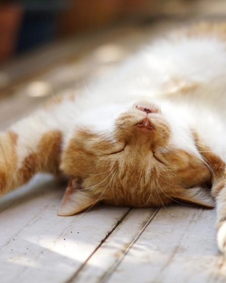 Dove accarezzare i gatti