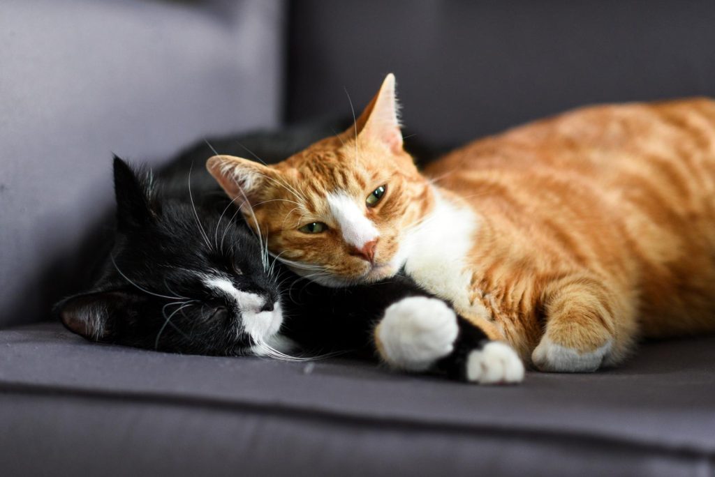 Dove adottare un gatto