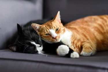 Dove adottare un gatto