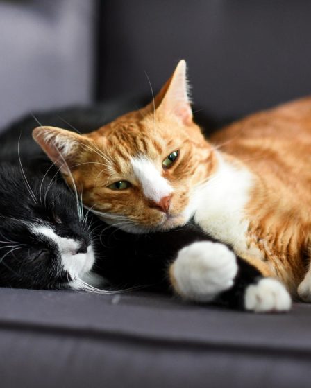 Dove adottare un gatto