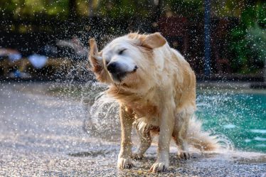 Dove andare in vacanza con il cane