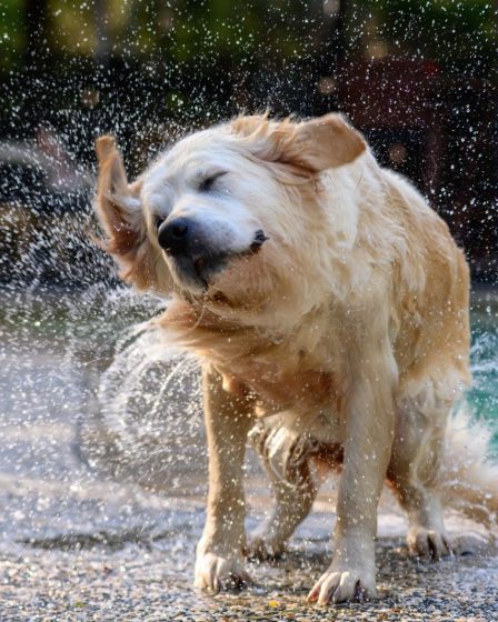 Dove andare in vacanza con il cane