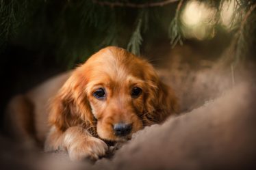 Dove andare in vacanza con il cane in italia