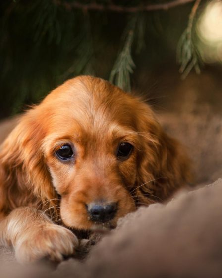 Dove andare in vacanza con il cane in italia