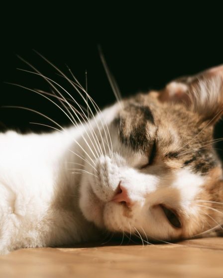 Dove dorme il gatto