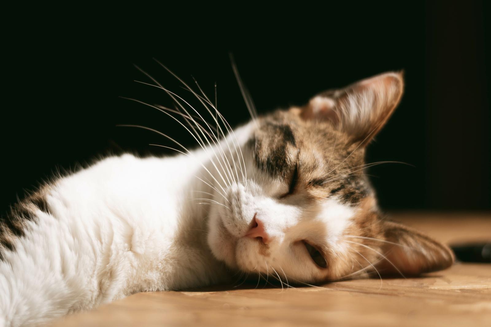 Dove dorme il gatto