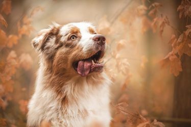 Dove far dormire il cane di notte