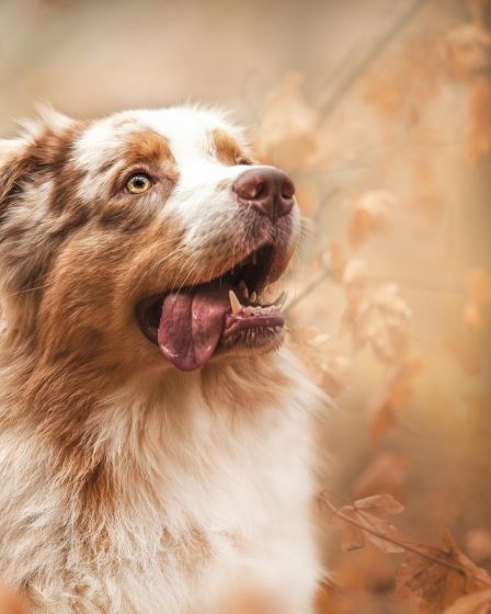 Dove far dormire il cane di notte