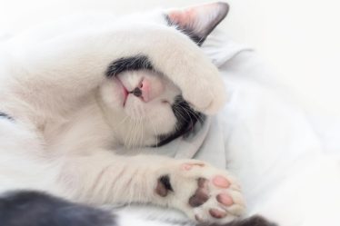 Dove lasciare il gatto quando si va in vacanza