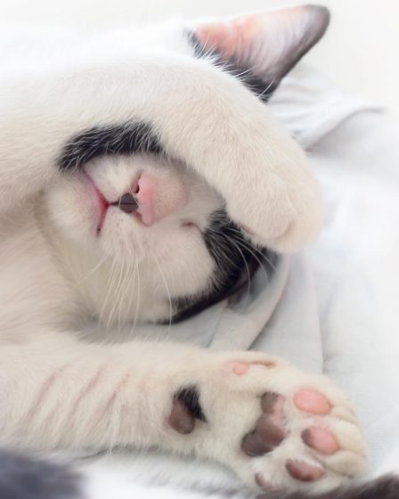 Dove lasciare il gatto quando si va in vacanza