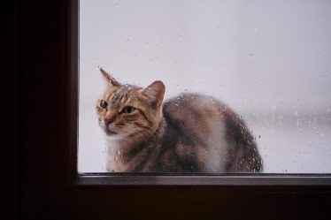 Dove mettere antipulci gatto