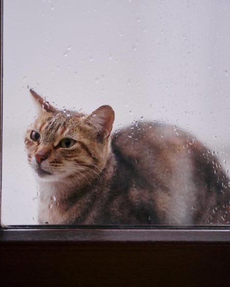 Dove mettere antipulci gatto