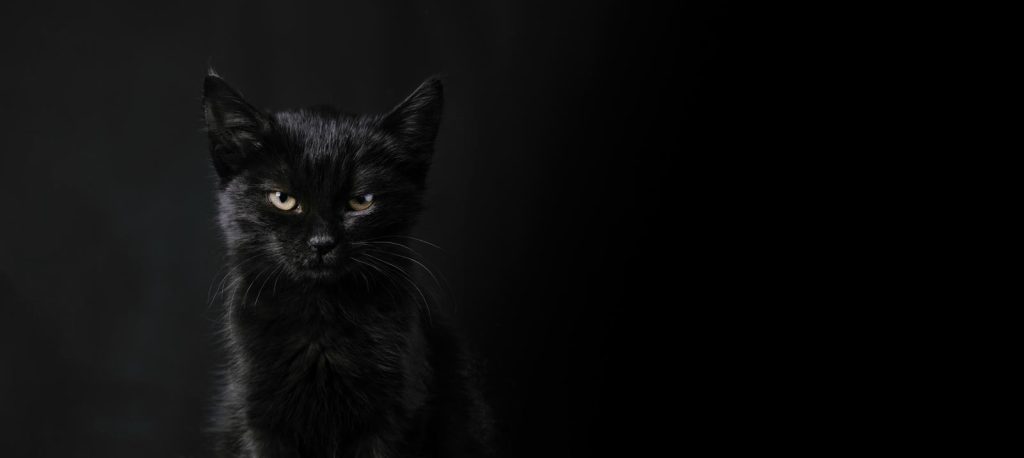 Dove mettere la lettiera del gatto