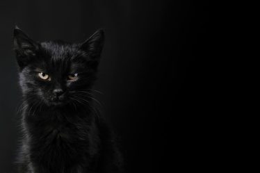 Dove mettere la lettiera del gatto