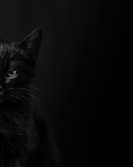 Dove mettere la lettiera del gatto