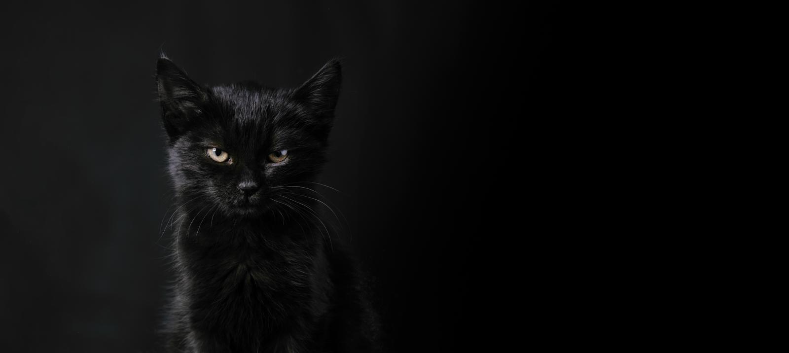 Dove mettere la lettiera del gatto
