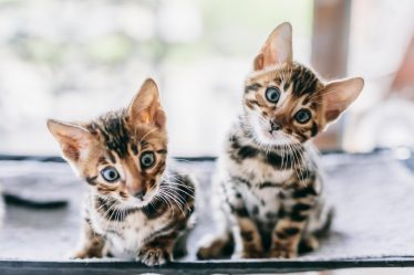 Dove partoriscono i gatti randagi