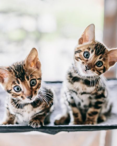 Dove partoriscono i gatti randagi