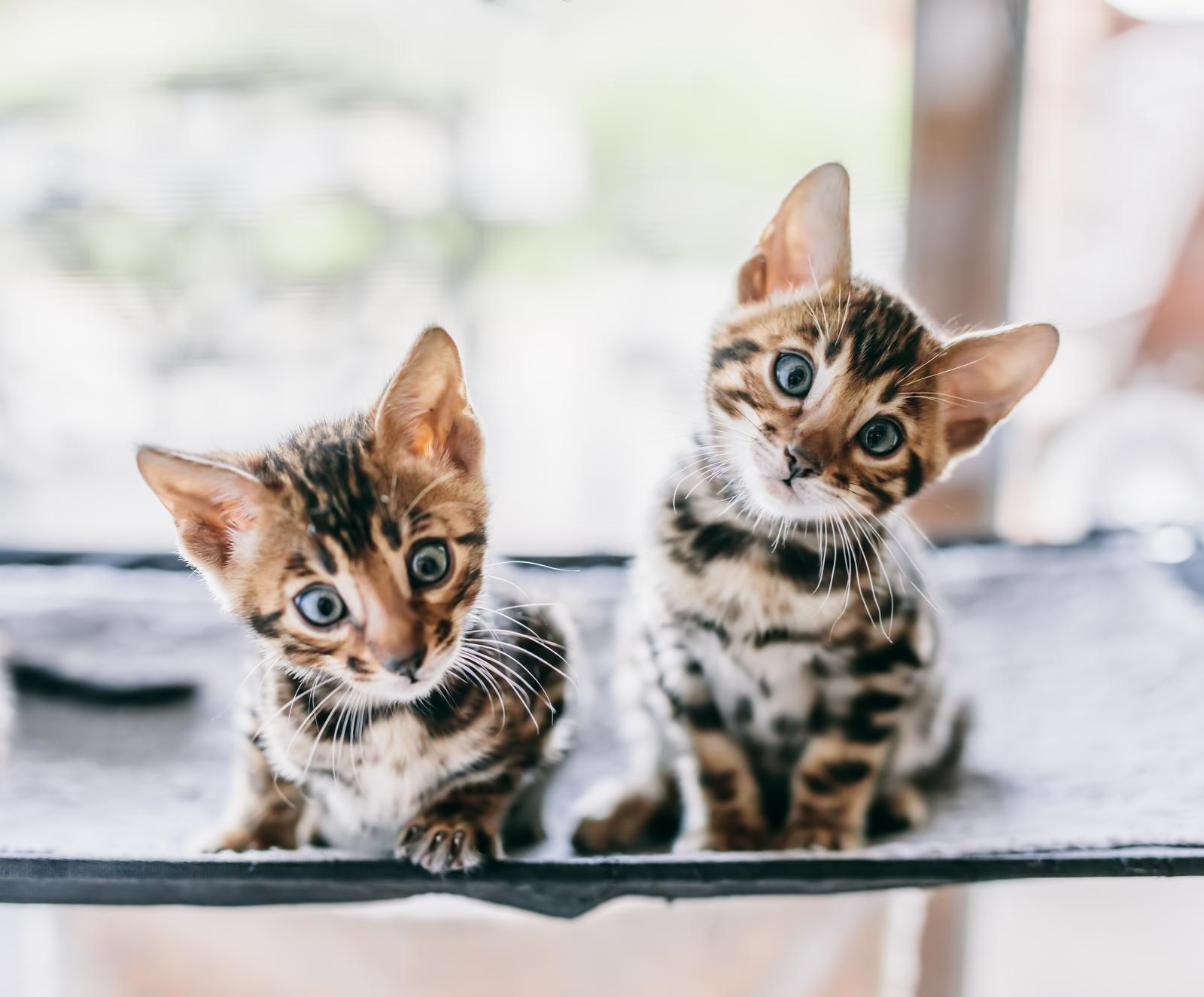 Dove partoriscono i gatti randagi