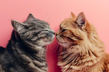 Dove portare un gatto che non si può più tenere