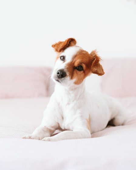 Dove possono entrare i cani di piccola taglia