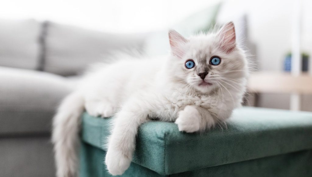 Dove prendere un gatto