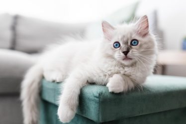 Dove prendere un gatto