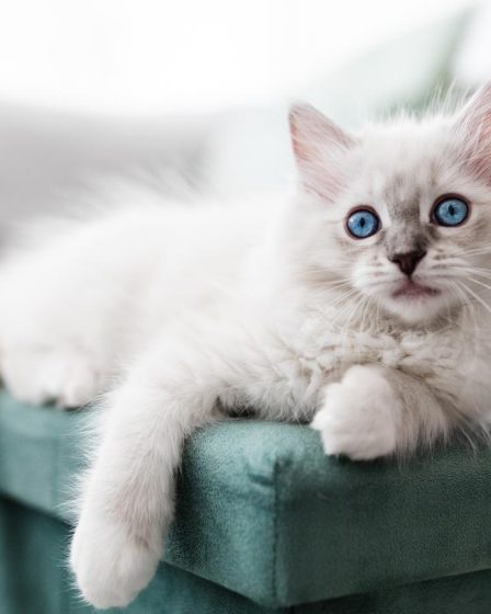 Dove prendere un gatto