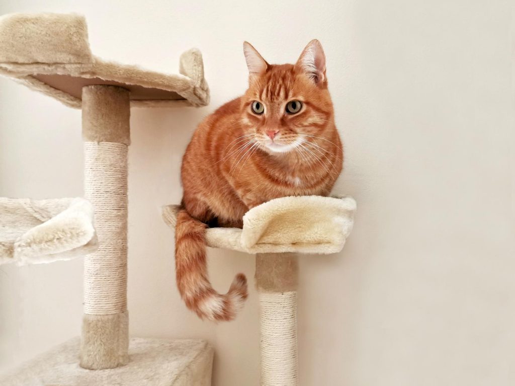 Dove si butta la lettiera del gatto
