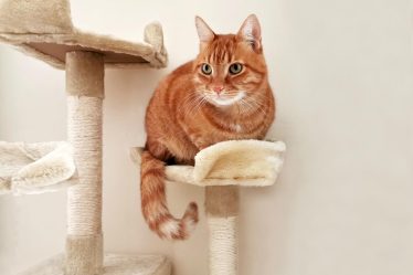 Dove si butta la lettiera del gatto
