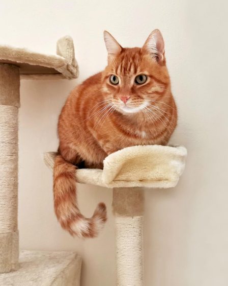 Dove si butta la lettiera del gatto