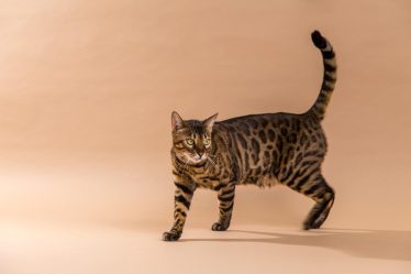 Dove si butta la sabbia del gatto