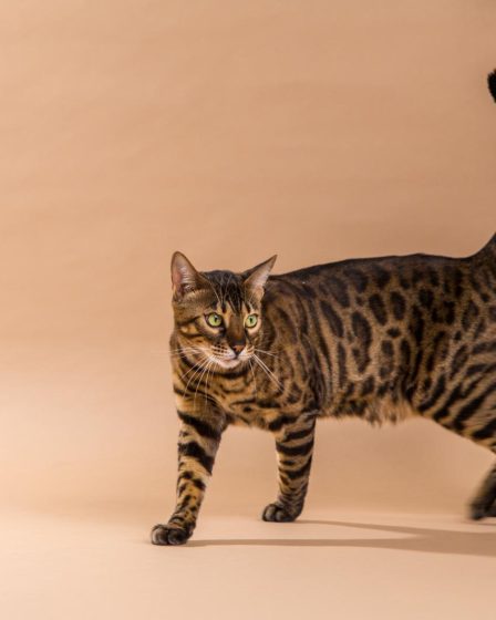 Dove si butta la sabbia del gatto