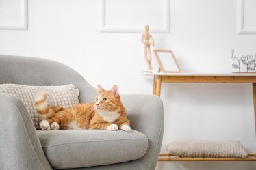 Dove vive il gatto