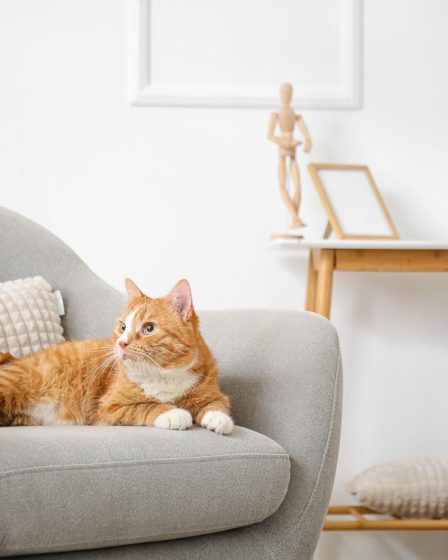 Dove vive il gatto