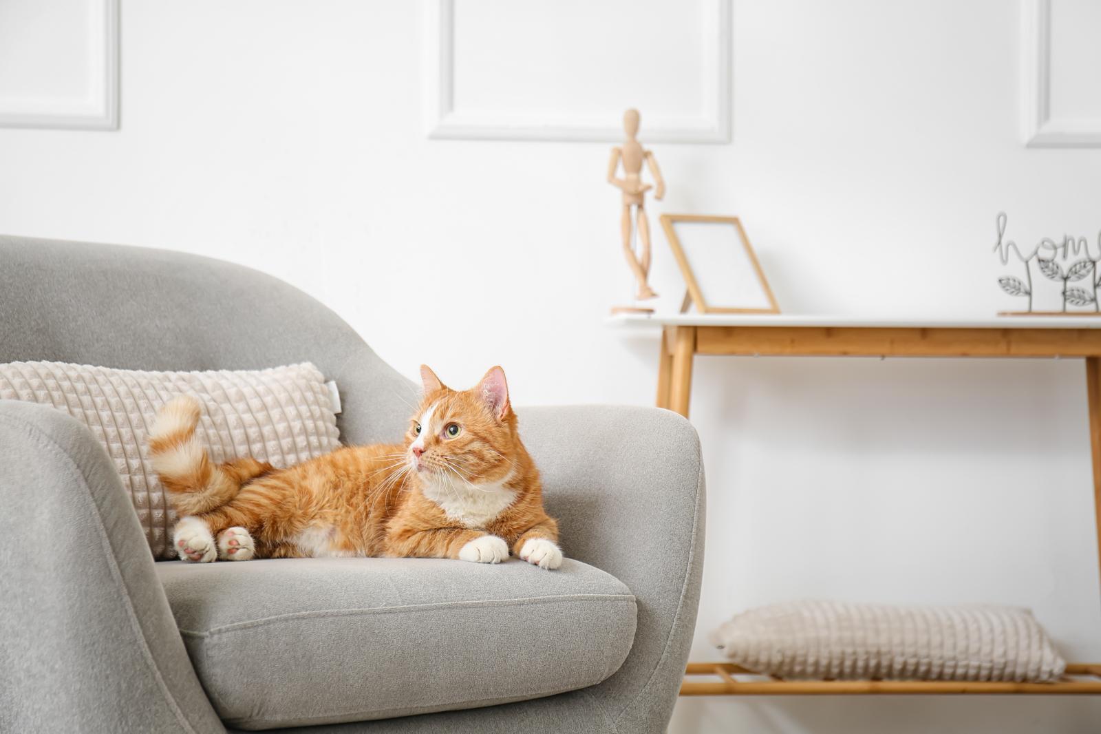 Dove vive il gatto