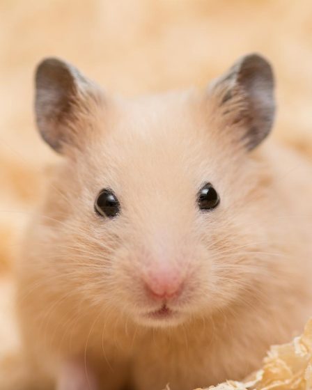 Dove vivono i criceti