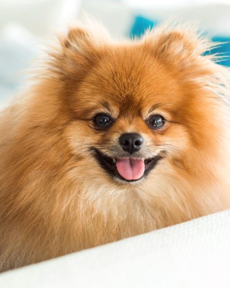 È più intelligente il cane o il gatto