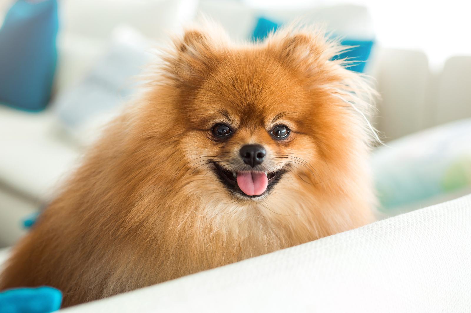 È più intelligente il cane o il gatto