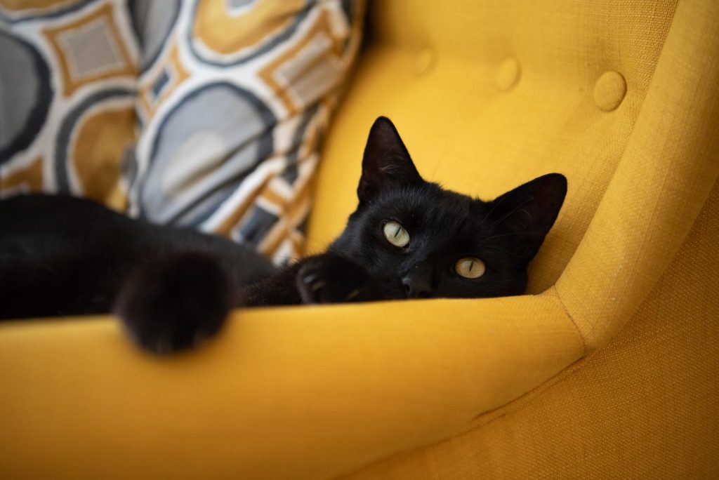 Perché i gatti dormono sulle persone
